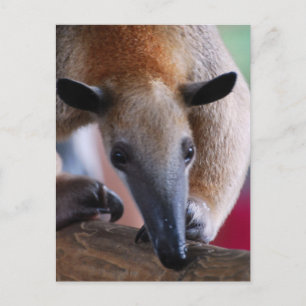 Mindre postkort för Anteater Vykort