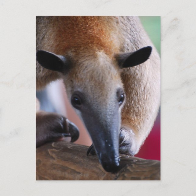 Mindre postkort för Anteater Vykort (Framsida)