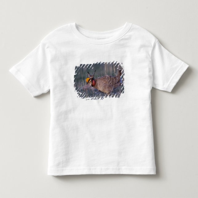 Mindre präriehöna, Tympanuchus Tee (Framsida)