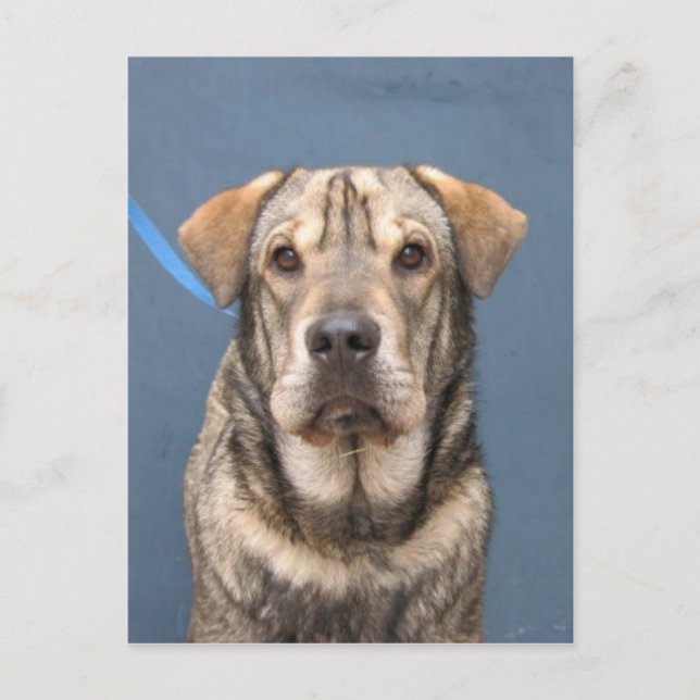 Mindy Vykort (Framsida)