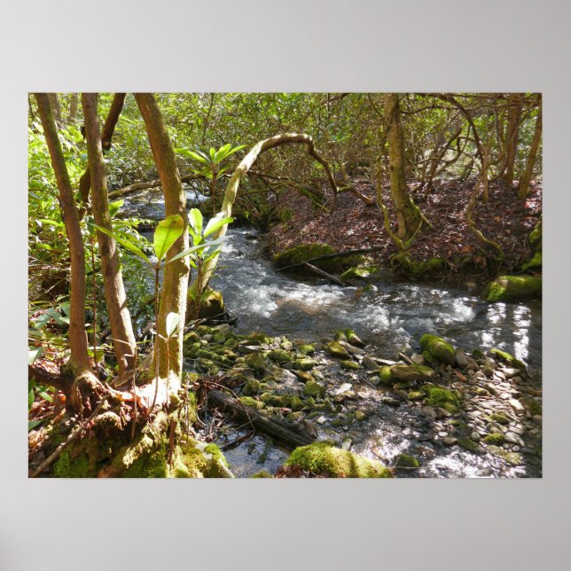 Mingus Creek at Smoky Mountains Poster (Framsidan)