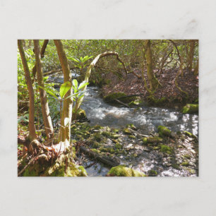 Mingus Creek i Smoky Mountains Vykort