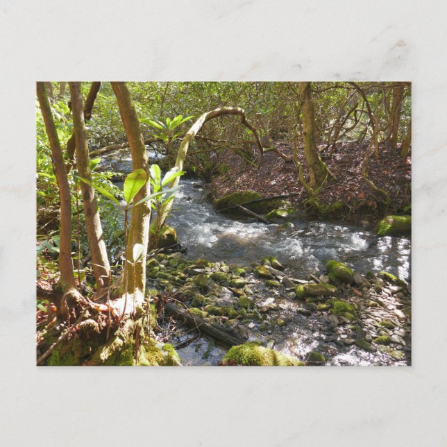 Mingus Creek i Smoky Mountains Vykort (Framsida)