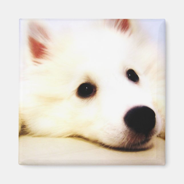 Mini American Eskimo Magnet (Framsidan)