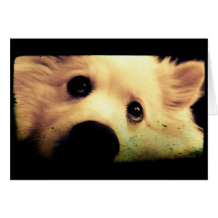 Mini American Eskimo OBS Kort