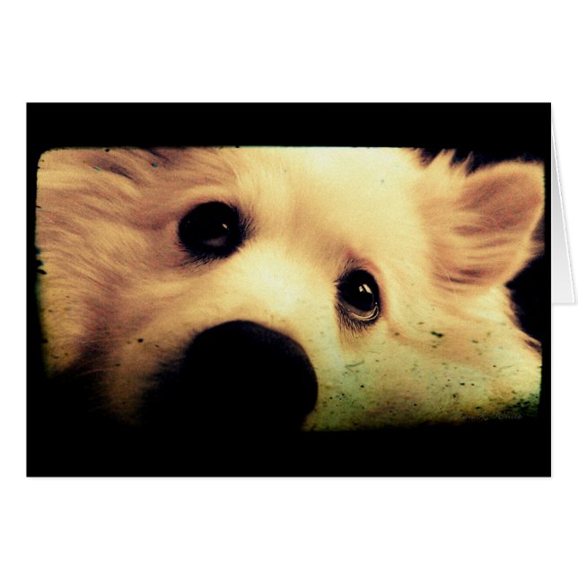 Mini American Eskimo OBS Kort (Framsidan Horizontal)