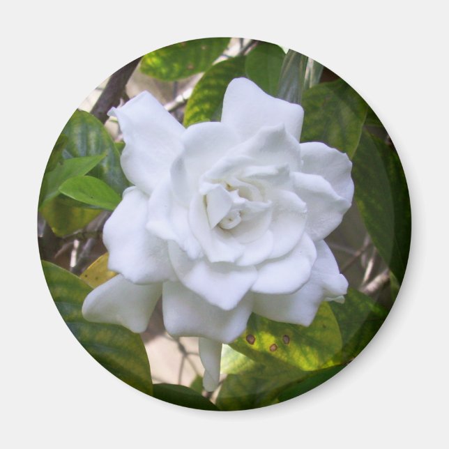 Mini Art Gardenia Magnet (Framsidan)