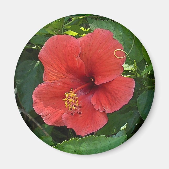 Mini Art Red Hibiscus Magnet (Framsidan)
