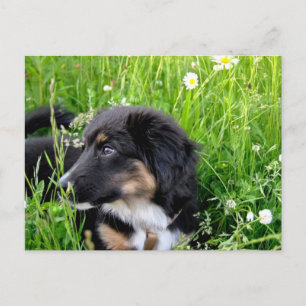 Mini Australian shepherd Postkarte Vykort