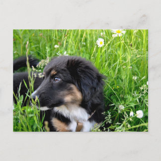Mini Australian shepherd Postkarte Vykort