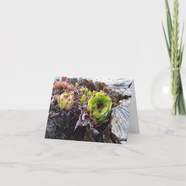 mini cactus i en log kort (Framsida)