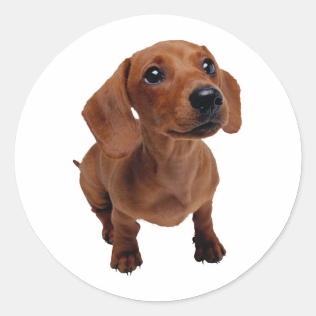 Mini Dachshund Decal Runt Klistermärke (Framsida)