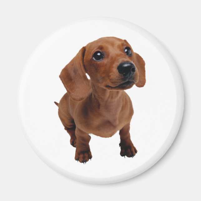 Mini Dachshund Magnet (Framsidan)