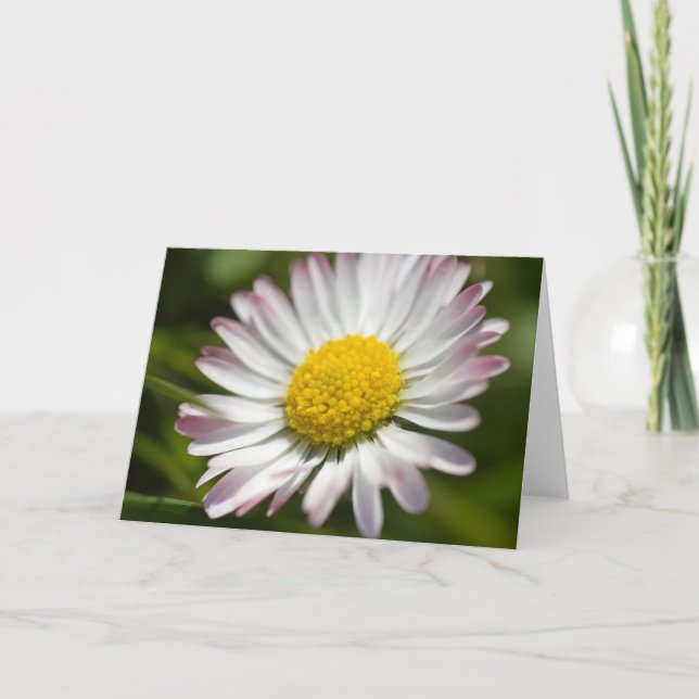 Mini Daisy Hälsning Kort (Framsida)