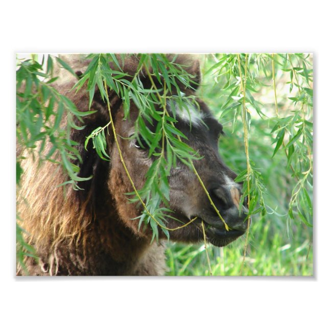 Mini Filly Is Onery Fototryck (Framsidan)