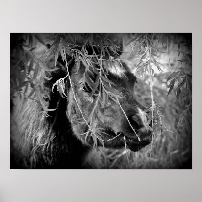 Mini Filly Is Onery Poster (Framsidan)