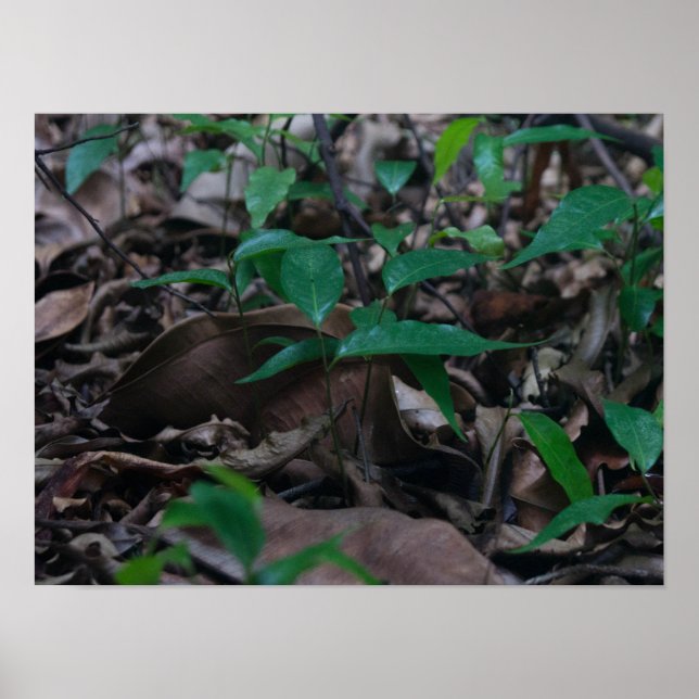 Mini Forest Poster (Framsidan)