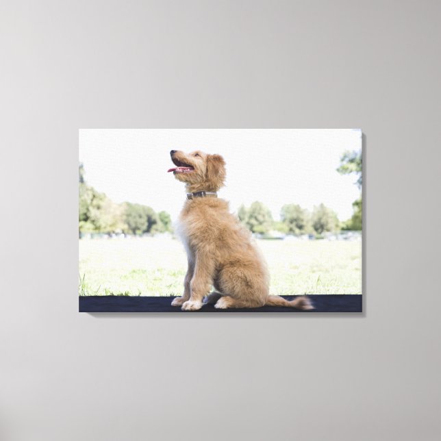 Mini golden doodle canvastryck (Framsida)