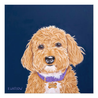 Mini Golden Doodle Fototryck