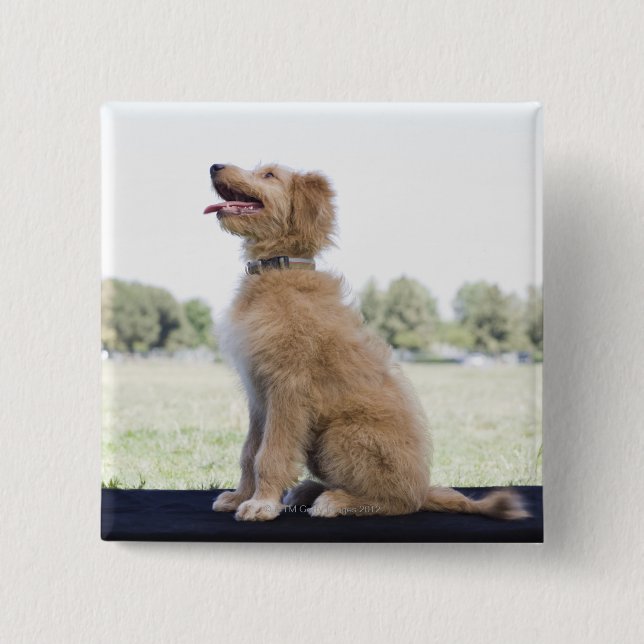 Mini Golden Doodle Knapp (Framsida)