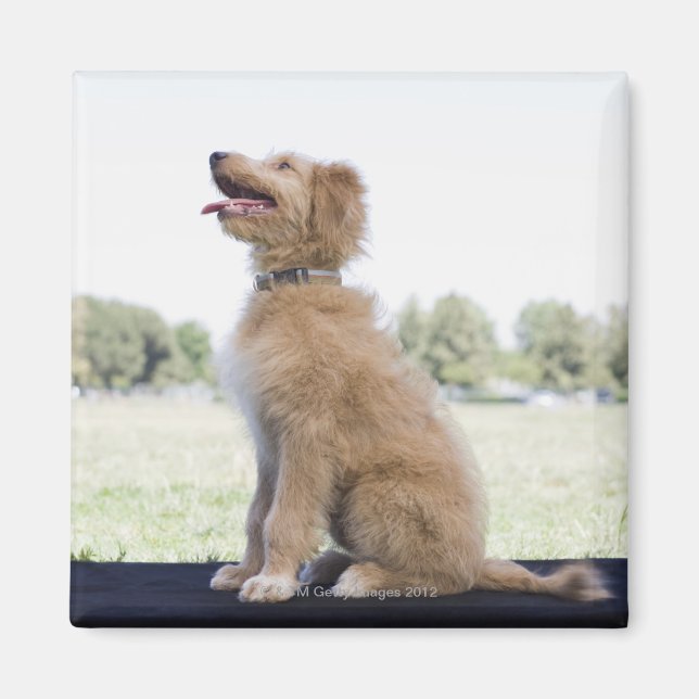 Mini golden doodle magnet (Framsidan)