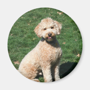 Mini- Goldendoodle valpmagnet Magnet