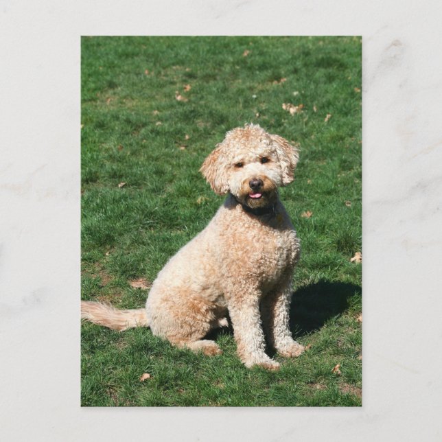 Mini Goldendoodle-vykort Vykort (Framsida)