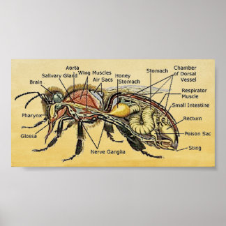 Mini Honey Bee Poster