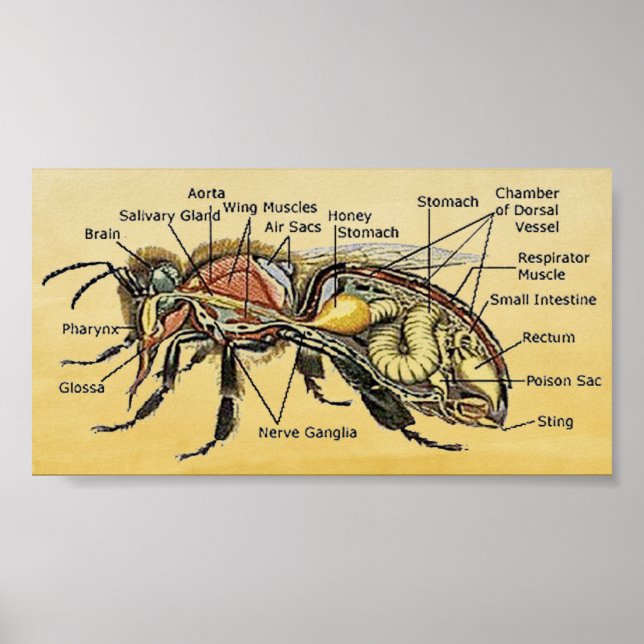 Mini Honey Bee Poster (Framsidan)