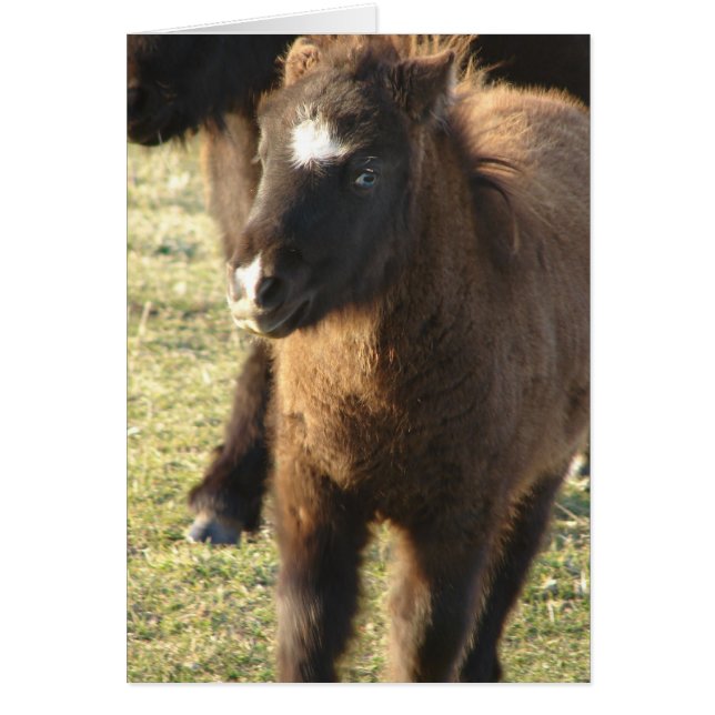 Mini Horse Foal Hälsningskort (Framsidan)