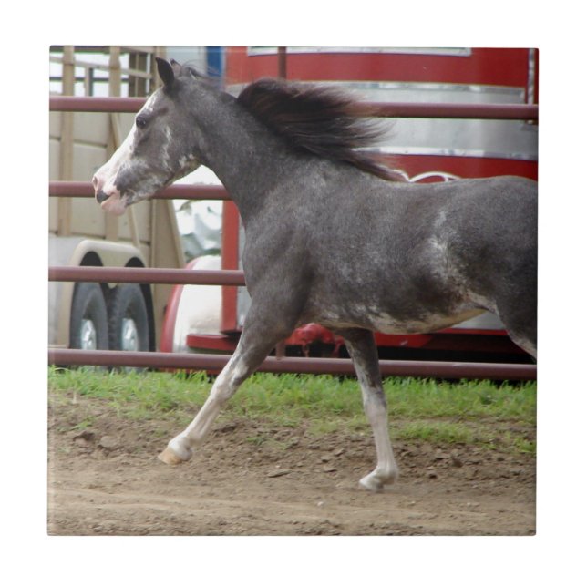 Mini Horse i Liberty Class Kakelplatta (Framsidan)