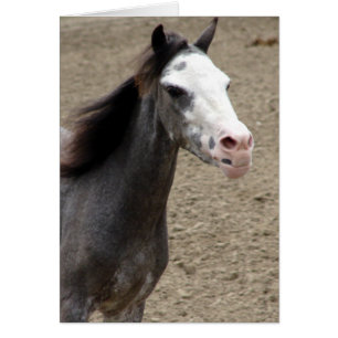 Mini Horse i Liberty-klass vid en hästshow Hälsningskort