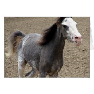 Mini Horse i Liberty-klass vid en hästshow Hälsningskort