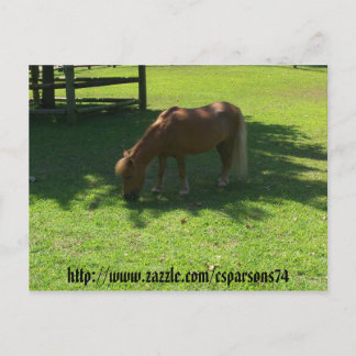 Mini Horse Postcard Vykort