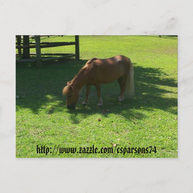 Mini Horse Postcard Vykort (Framsida)