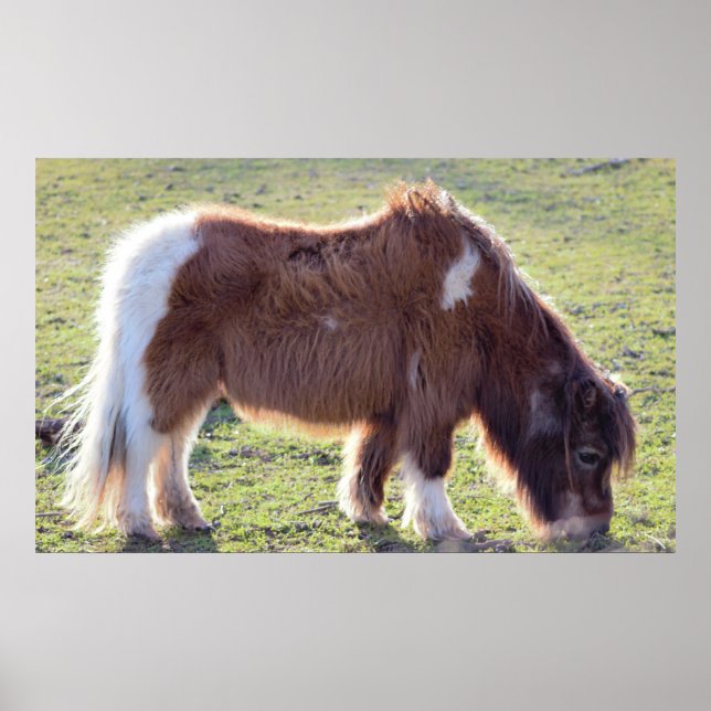 Mini Horse Poster (Framsidan)