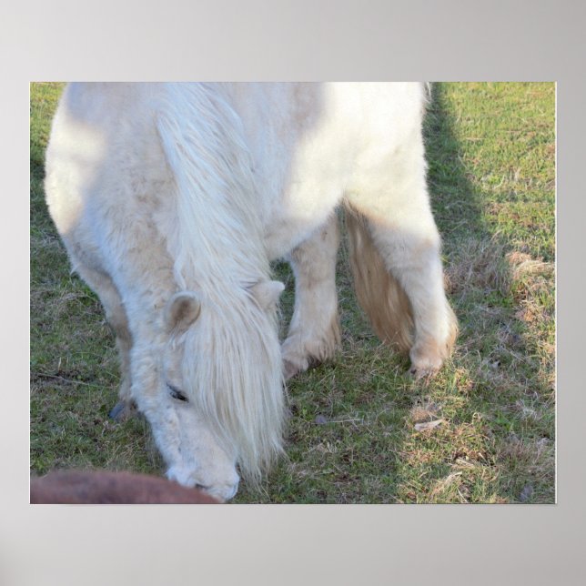 Mini Horse Poster (Framsidan)