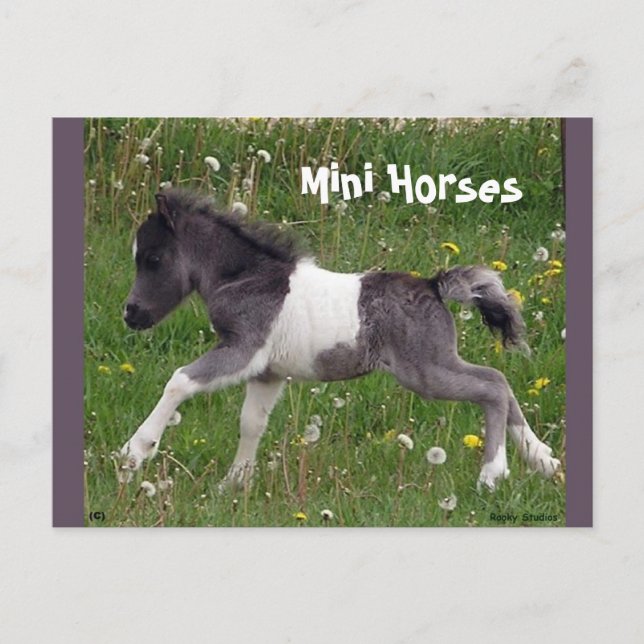 Mini Horse Vykort (Framsida)