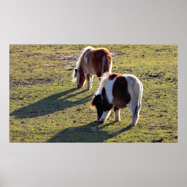 Mini Horses Poster (Framsidan)