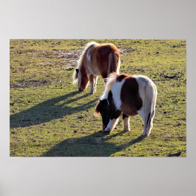 Mini Horses Poster (Framsidan)