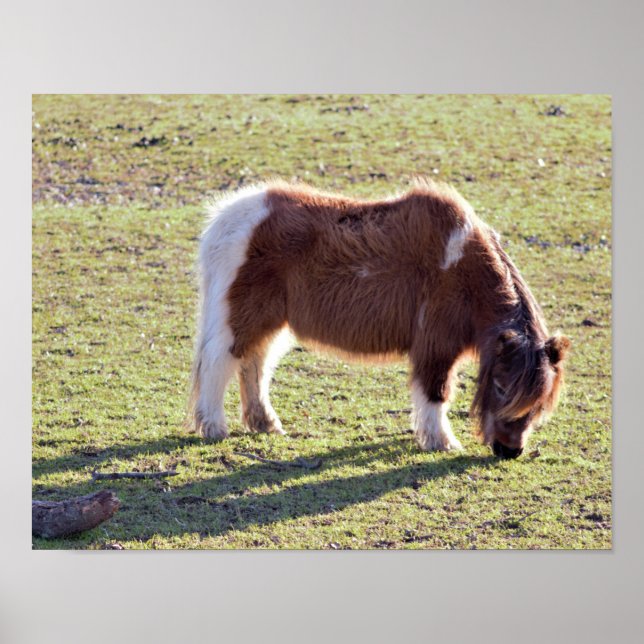 Mini Horses Poster (Framsidan)