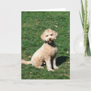 Mini- kort för Goldendoodle valphälsning