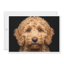 Mini Labradoodle isolerad på svart bakgrund