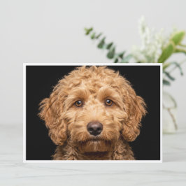 Mini Labradoodle isolerad på svart bakgrund Inbjudningar