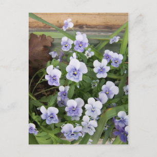 Mini Lila Violwers Blommor-vykort Vykort