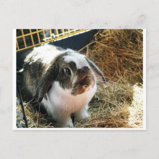 Mini Lop Pet Rabbit Vykort