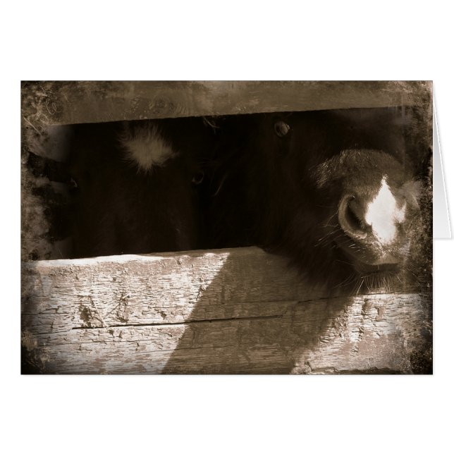 Mini nos över Grind Hälsningskort (Framsidan Horizontal)