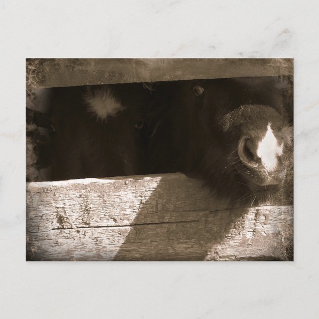 Mini nos över Grind Vykort (Framsida)