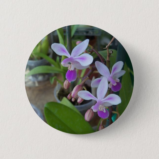 mini Phal orchids Knapp (Framsida)