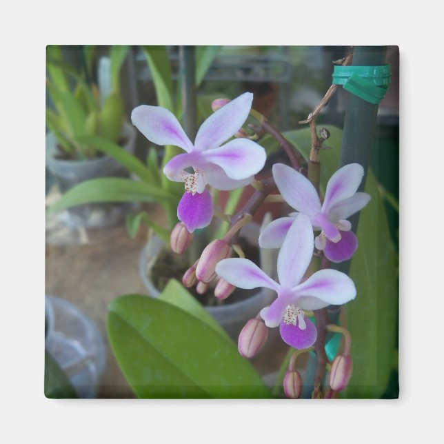 mini Phal orkidéer Magnet (Framsidan)